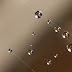 Water on the Web - Nature's Jewelry : Spider Webs Glamour & Architecture