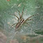 Grass Spider