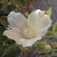 Wildflower Spottings from Adventure Bus Tours