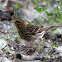 Serin