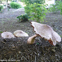 Green spored lepiota
