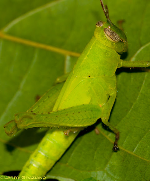 Spotting Image 1