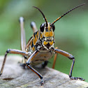 Lubber Grasshopper