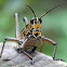 Lubber Grasshopper