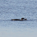 Common Loon