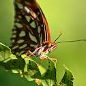 Gulf Fritillary Butterfly