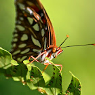 Gulf Fritillary Butterfly