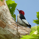 Red-Headed Woodpecker