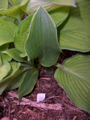 Hosta Inniswood Sport