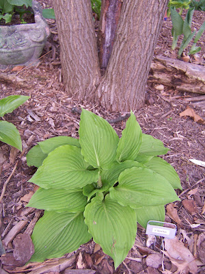 Hosta Squire Rich