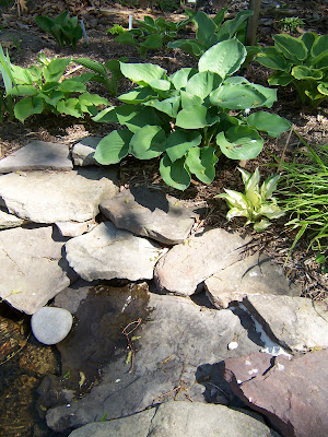 Hosta Moonlight Sonata