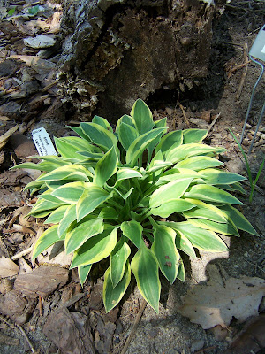 Hosta Hush Puppie