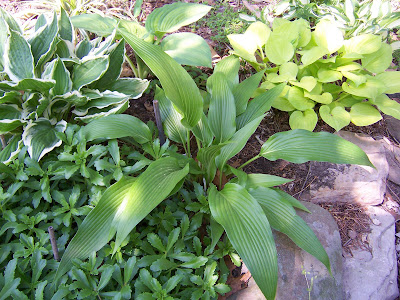 Hosta kikutii