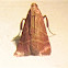 Posturing Arta Moth