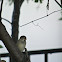 House Sparrows