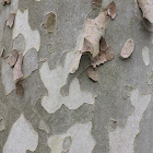 American sycamore