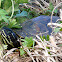 Florida redbellied cooter