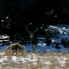Mule deer