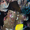 Longnose butterflyfish