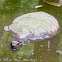 Asian Forest Tortoise