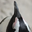 African Penguin