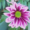 Dahlia