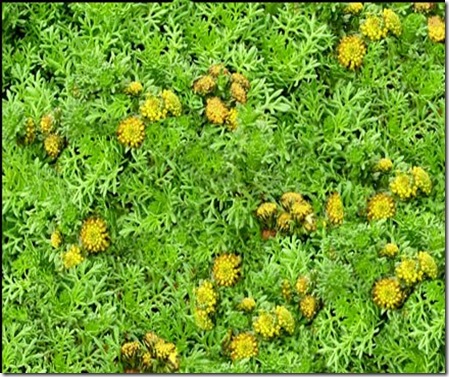 Artemisia viridis 'Tiny Green'