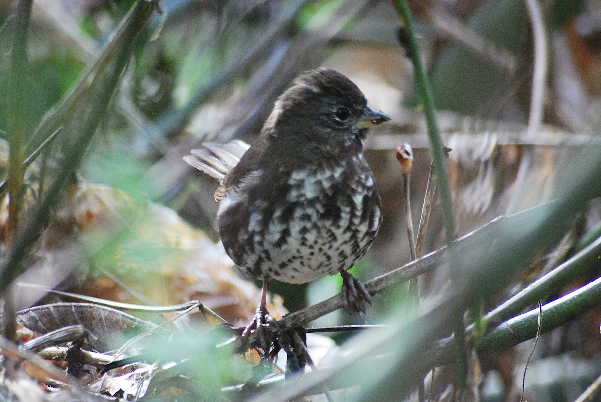 Song Thrush