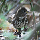 Song Thrush