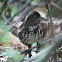 Song Thrush