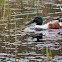 Northern Shoveler