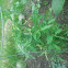 Tomatoe