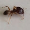 Black carpenter ant
