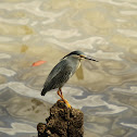 Striated Heron