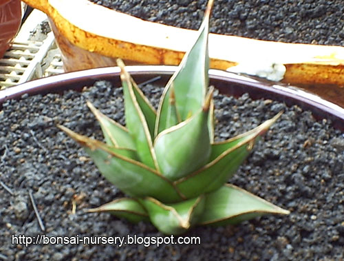 sansevieria penguin