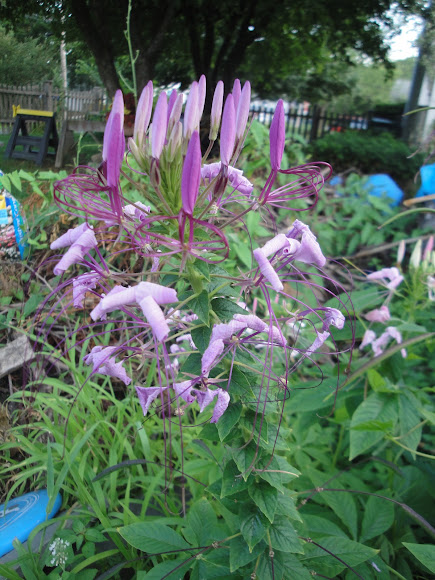 Spotting Image 1