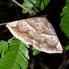 Moth