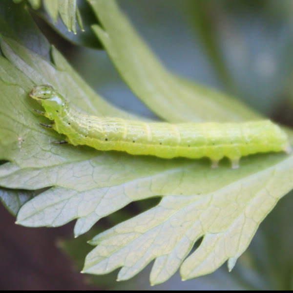 Cabbage Looper Moth larvae Project Noah