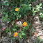 Lantana