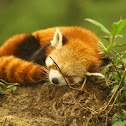 red panda