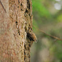 Brown Creeper