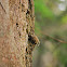 Brown Creeper