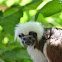 Cotton Top Tamarin