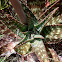 Zebra Aloe