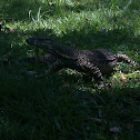 Lace Monitor