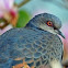 Dusky Turtle Dove