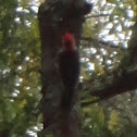 Red-Bellied Woodpecker
