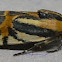 Black-dotted Spragueia Moth