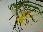 DSC00084.JPG