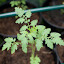 Cherry Tomato